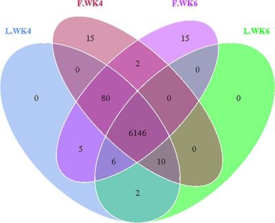 Comparison of Cecal Microbiota and Performance Indices Between Lean-Type and Fatty-Type Pekin Ducks